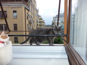 Dare-devil Janie on the (very wide) window sill. Libby watches from the cat tower. Window screens are a rarity. 