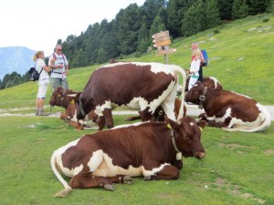 Laying right across the path, ambivalent to the parade of hikers passing by.
