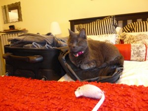 Cat on suitcase