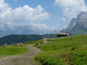 Cows have the right of way. 