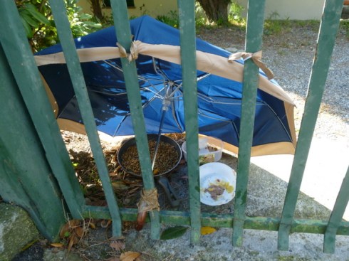 How cute is this? On the outskirts of Levanto, a little cat-feeding station protected by an umbrella. 