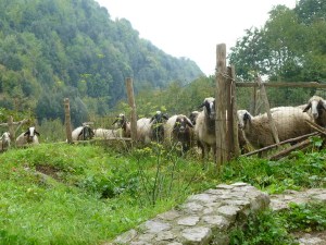 These sheep along our trail eyed us suspiciously. 
