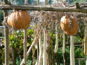 In a place where land is scarce, gardens are strung along hillsides in tiny plots. Ingenuity! Pumpkin vines and other squash are hung from lattices and caught in netting to prevent falling.