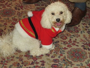 One of Princess Rita's bichon frises dresses for the occasion. 