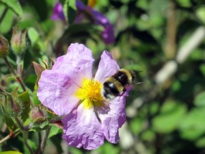 Wildflowers are abundant in May, and the bees made industrious. 