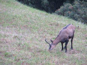 Chamois grazing near Murren. They hang out along the narrow gauge rail line then bound off when the train comes. 