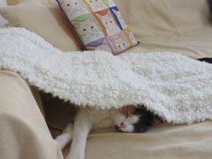 Libby has found a good hiding spot, under an afghan on the couch. 