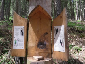 Upon opening the box we found a clever display about the woodpeckers in the area.