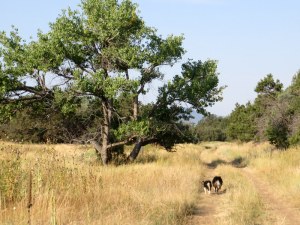 Milly and Quip on the path to breakfast, Durango.