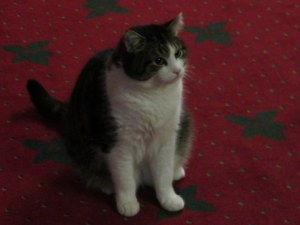 Frankie the hotel cat at Landhotel Strasserwirt.