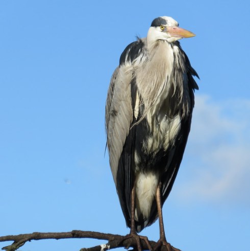 Who knew there were herons in St. james Park? This guy was perched in a tree by the path and Ric managed to get a good shot. 