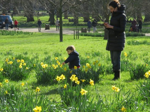 Admiring the daffodils in Green Park. the Queen was given 50,000 bulbs by the Dutch for her Jubilee. Schoolchildren planted them, Liz did not. 