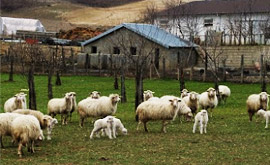 Italian sheep farm or fattoria. Not a factory. 