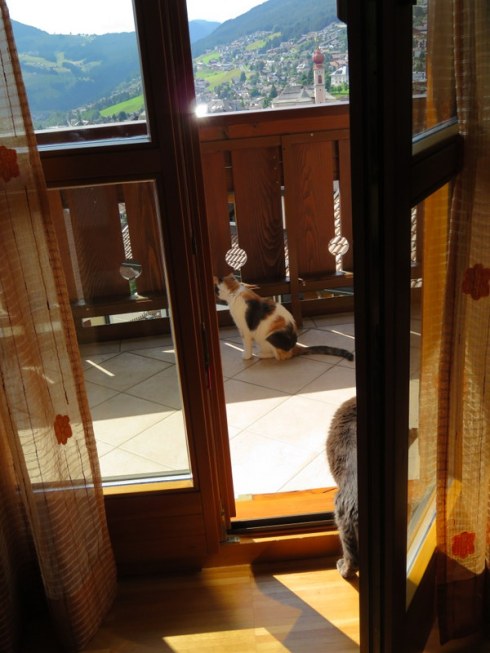 A terrace with a view, even for cats. We see them peeking out between the slats on the railing.