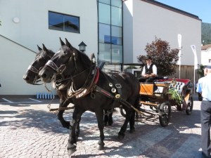 Horse drawn carriage for the wedding couple. 