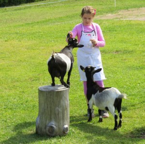 Goats being fed parsley stems at Marinzen. 