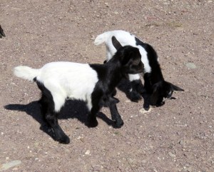 Baby goats! 