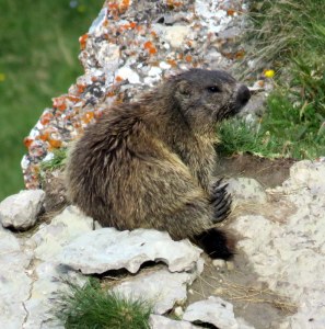 Mr. Marmot relaxes below the Seceda gondola.
