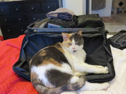 Libby never really gor used to our travels, but she coped well. Every trip she would hang out on-or-in Ric's siutcase while he packed. This last trip, she did not. I think she knew what was coming. 