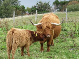 Highland Cattle are often called "Hairy Coos" or "Hielan Coos." Love the baby seeking reassurance from mama.  