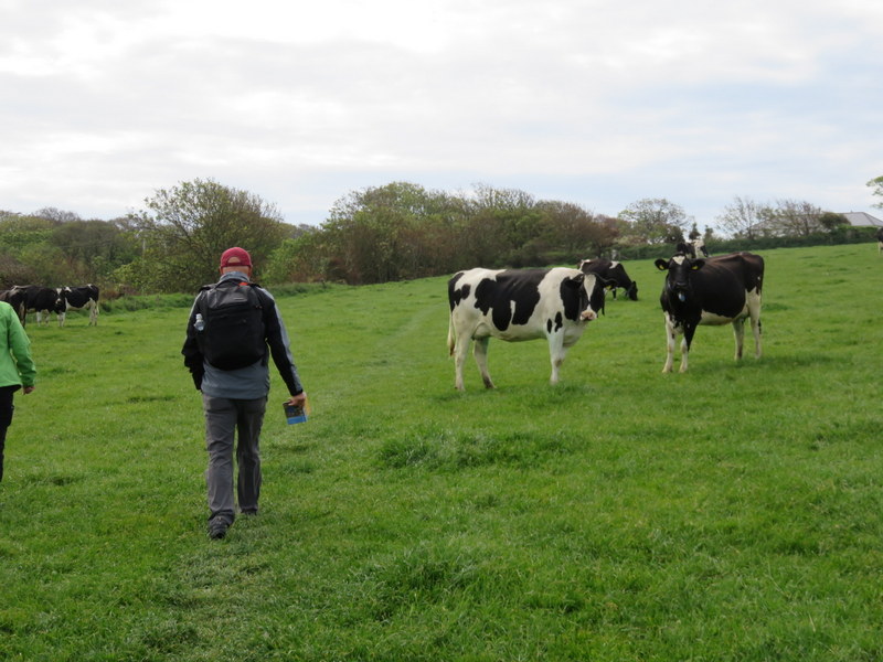 Field with cow adn hiker