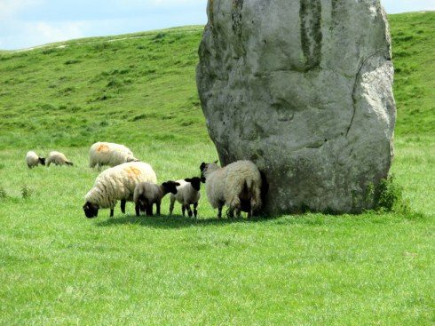 Sheep at Avebury