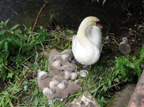 Swan and cygnets