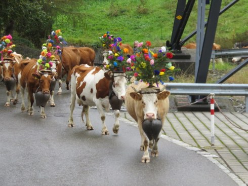 Cow parade