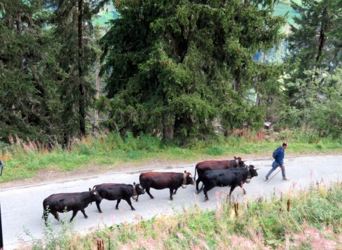 Cows on a road