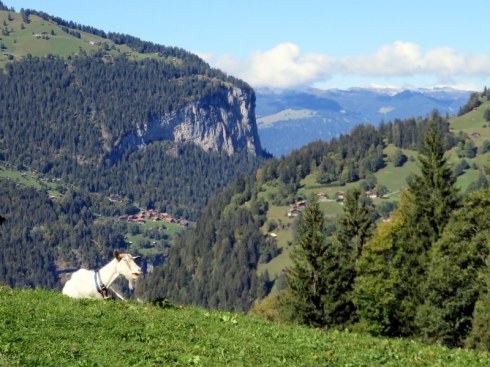Goat with valley in background