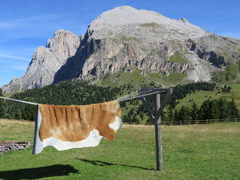 Sassopiatto and cow hide
