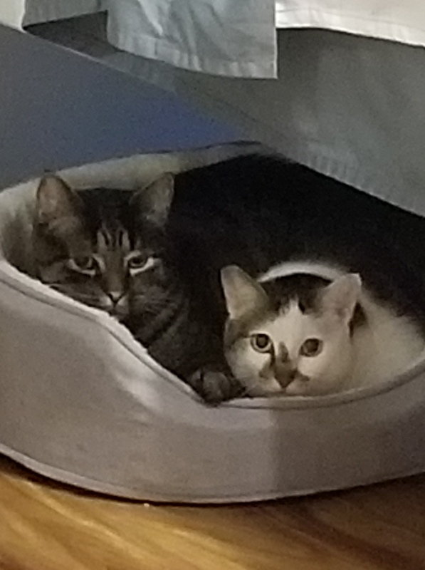 two cats in a bed
