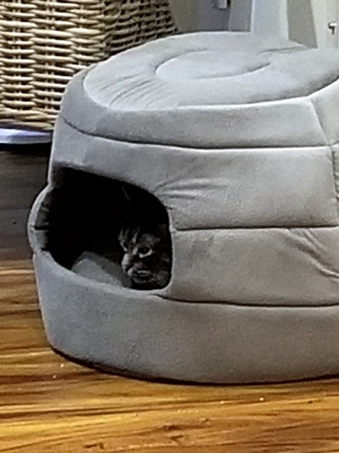 Cat in a covered bed