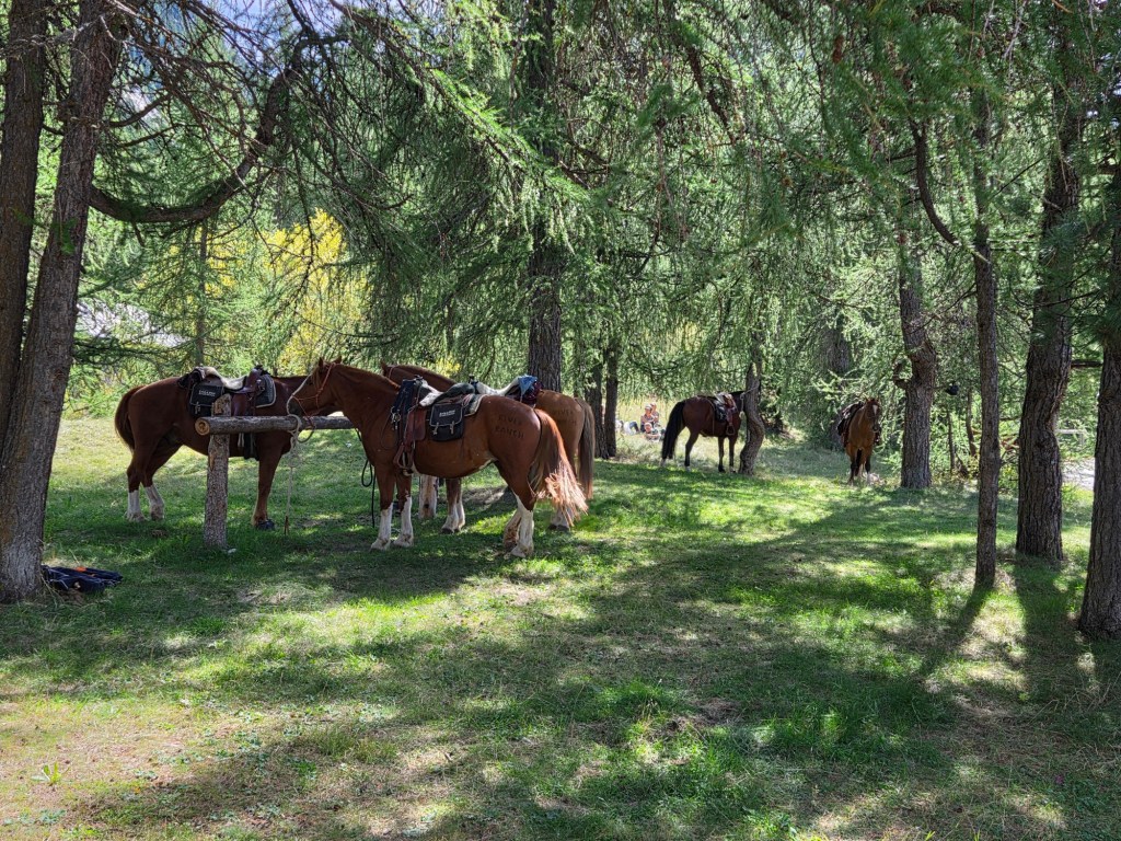 Group of saddled horses standing under trees in a grassy area.